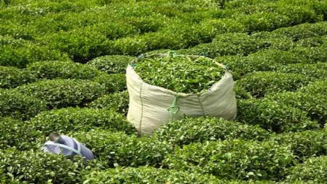 پرداخت بخشی از مطالبات چایکاران؛ تولید چای خشک افزایش یافت