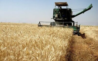 آغاز برداشت خوشه‌های طلایی گندم در جنوب کرمان