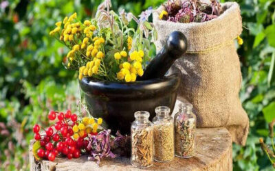 توسعه کشت گیاهان دارویی در شهرستان ایجرود
