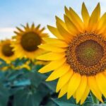 پیش‌بینی کاهش دمای روزانه در همدان؛ احتمال بارش‌های نقطه‌ای و هوای غبارآلود تا پایان هفته