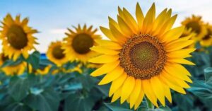 کاهش یک تا دو درجه‌ای دما در همدان بارش پراکنده همراه با رگبار موقت باران