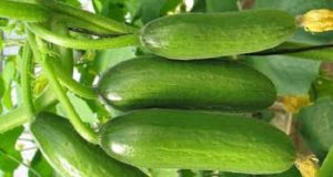 بیش از ۸۰۰ هکتار از اراضی دره‌شهر زیر کشت صیفی‌جات رفت