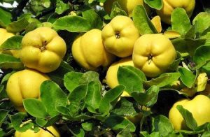 تلاش برای توسعه علمی باغات «به» در فارس پیش‌بینی برداشت ۲۲ هزار تن طی امسال