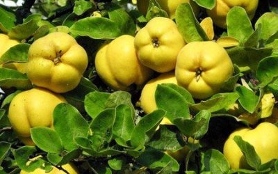 تلاش برای توسعه علمی باغات «به» در فارس پیش‌بینی برداشت ۲۲ هزار تن طی امسال