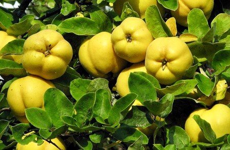 تلاش برای توسعه علمی باغات «به» در فارس پیش‌بینی برداشت ۲۲ هزار تن طی امسال