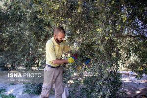 حضور روزانه بیش از ۵ هزار نیروی کار در برداشت زیتون شهرستان طارم