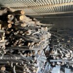 دادستان میاندرود از کشف ۳۱ استر هیزم جنگلی قاچاق و تشدید برخورد با متخلفان خبر داد